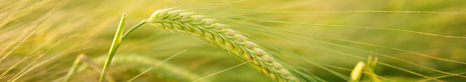 barley-2117454_1920.jpg