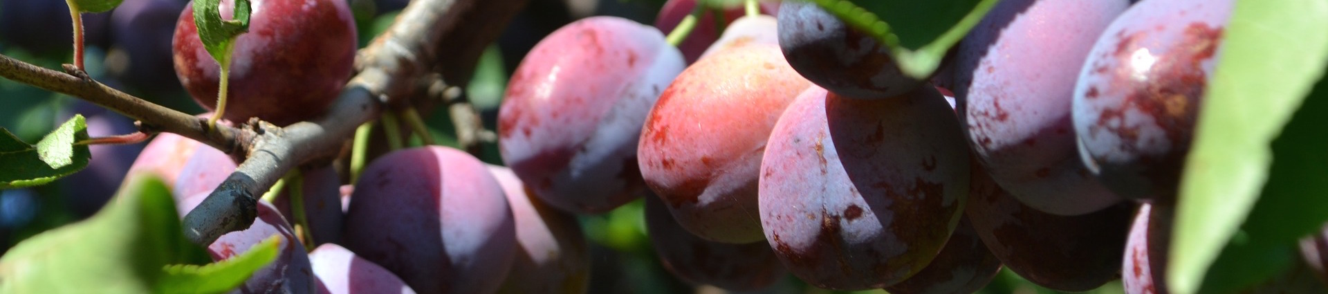 cultivation-2549275_1920.jpg