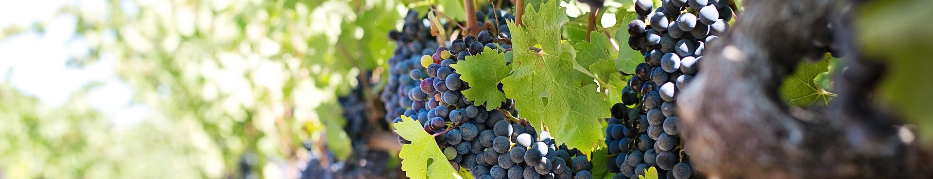 grapes-1952073_1920.jpg